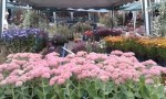 fiori_floralia_milano-2