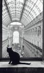 gatto in galleria