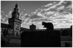 gatto come fantasma al castello
