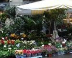 fiori-e-piante-a-porta-romana-per-il-tredesin-de-marz-0_69286-kg6-400x320milano